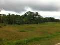Beautiful Bohol Countryside
