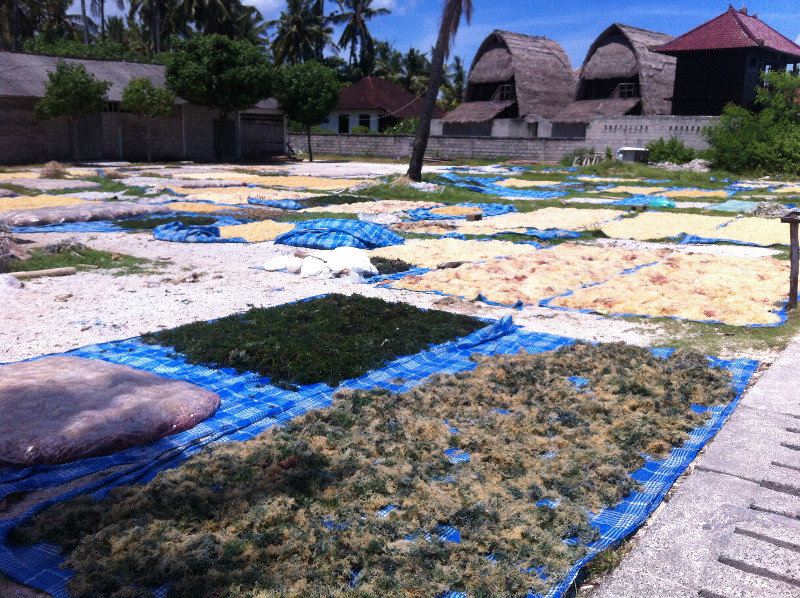 Lembongan Seaweed Farms