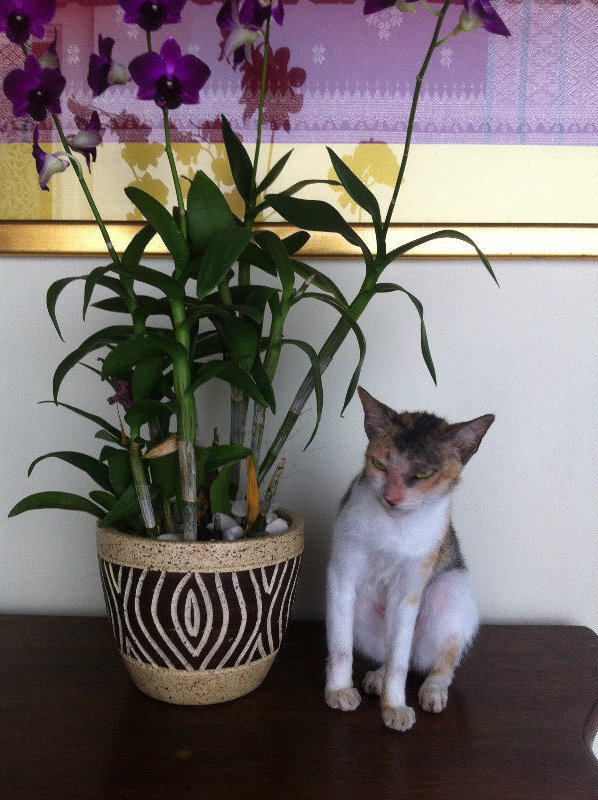 Balinese Cat