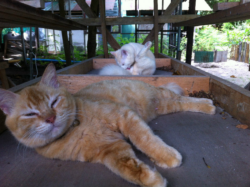 Sleepy cats galore on the island!