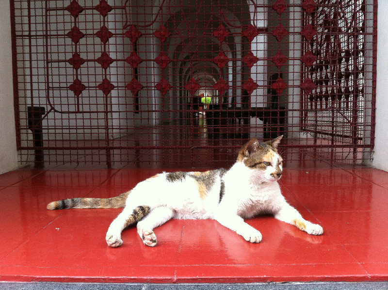 Cat Heaven @ Wat Ratchadamnoen