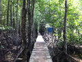 Peam Kasaob Mangrove Forest