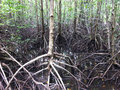 Peam Kasaob Mangrove Forest
