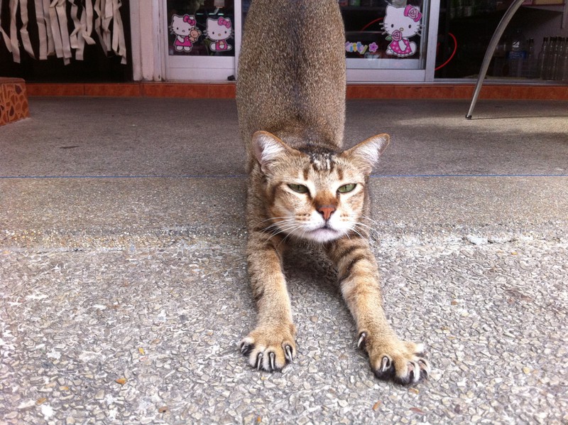 Patong Stretching Cat