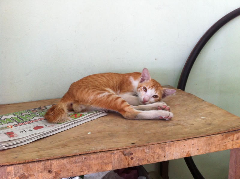 Patong Sleeping Cat