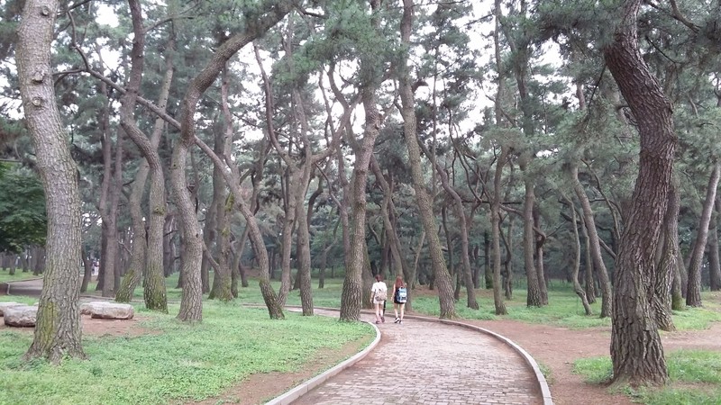 Korean Fir Trees at the Daereungwon Royal Tombs Park
