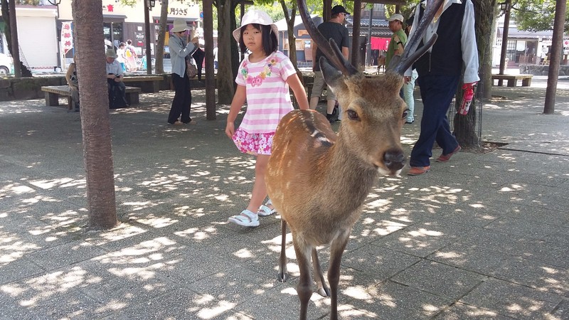 The tame deer of Miyajima