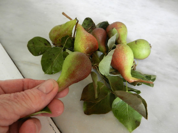 Mini Pears