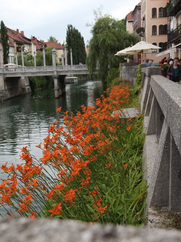 Tiger Lilies lining river in Ljubljana