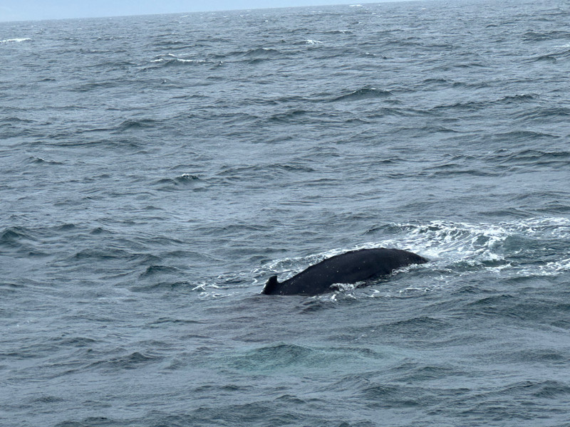This whale just swimming alongside our boat