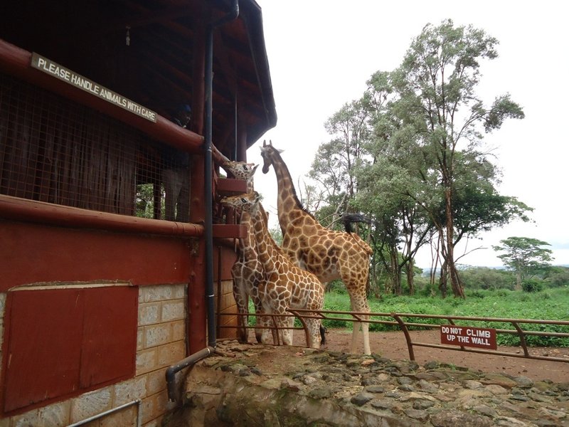 Giraffe Center, Langata, Nairobi