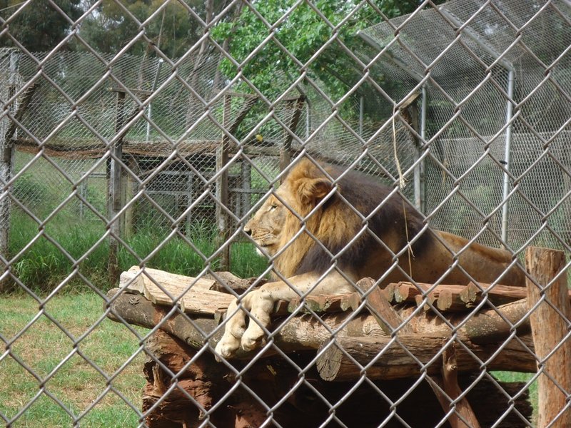Animal Orphanage, Nairobi