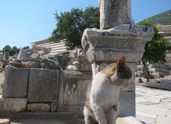 one of the wild cats of Ephesus