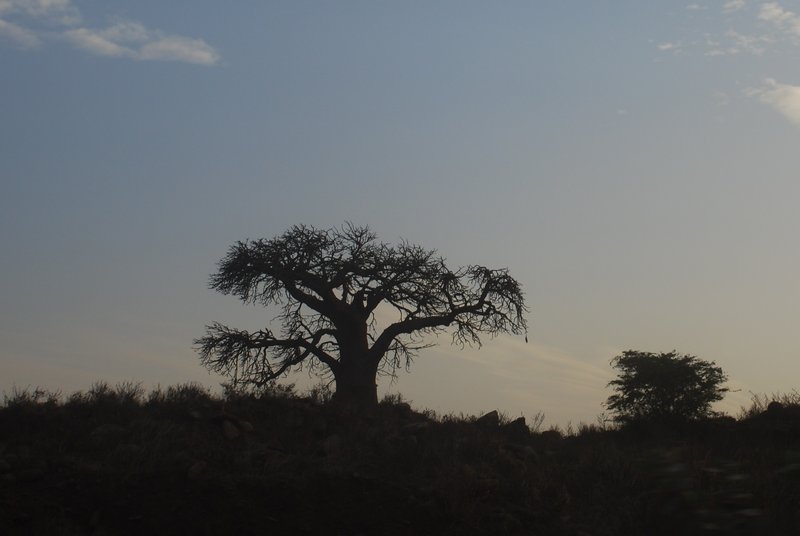 Baobab Tree/tree of life