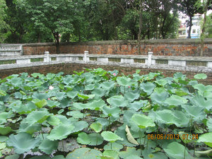Pool full of lotuses