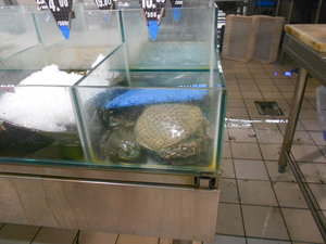Turtle and frogs at the grocery store
