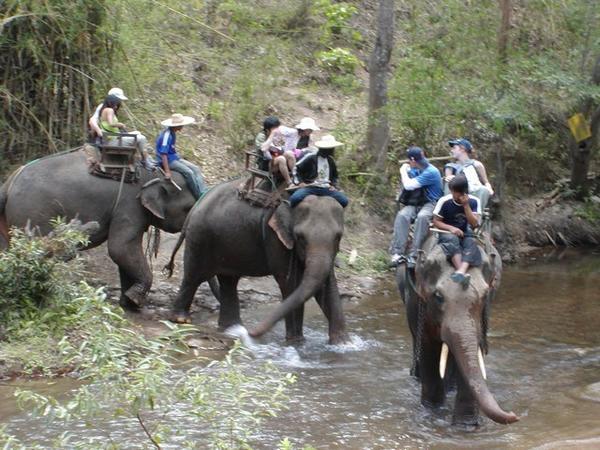 Elephants crossing the river