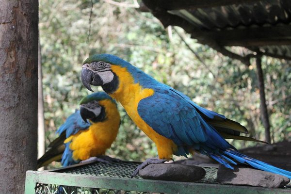 Evil Macaws
