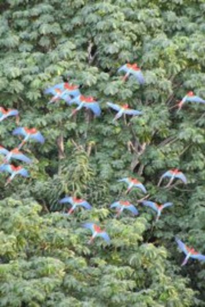 Wild Macaws
