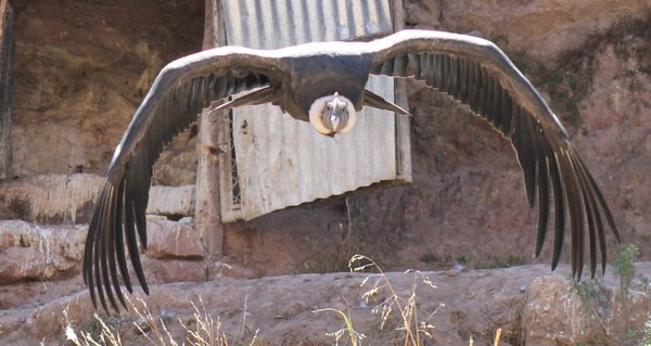 Andean Condor