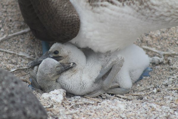 Baby Blue Footed Boobies