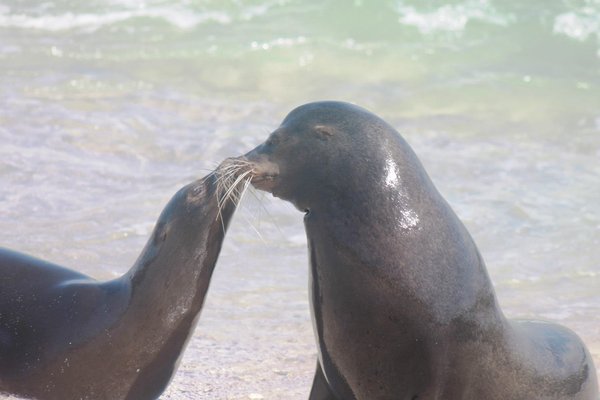 Sea Lions kissing