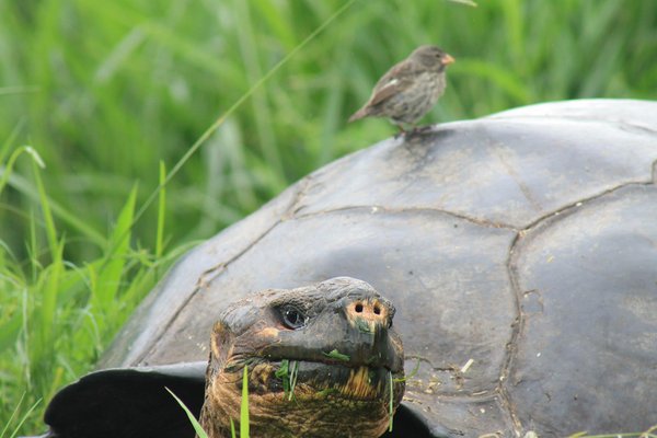 Galapagos Tortoise & Finch