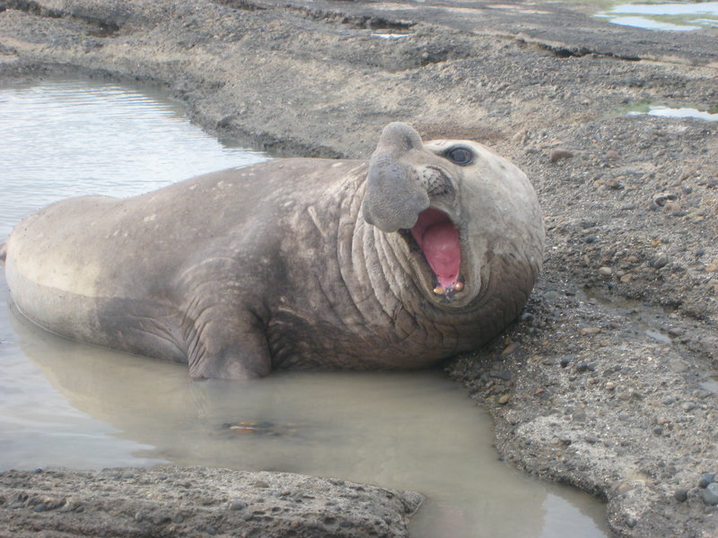 Young male elephant seal