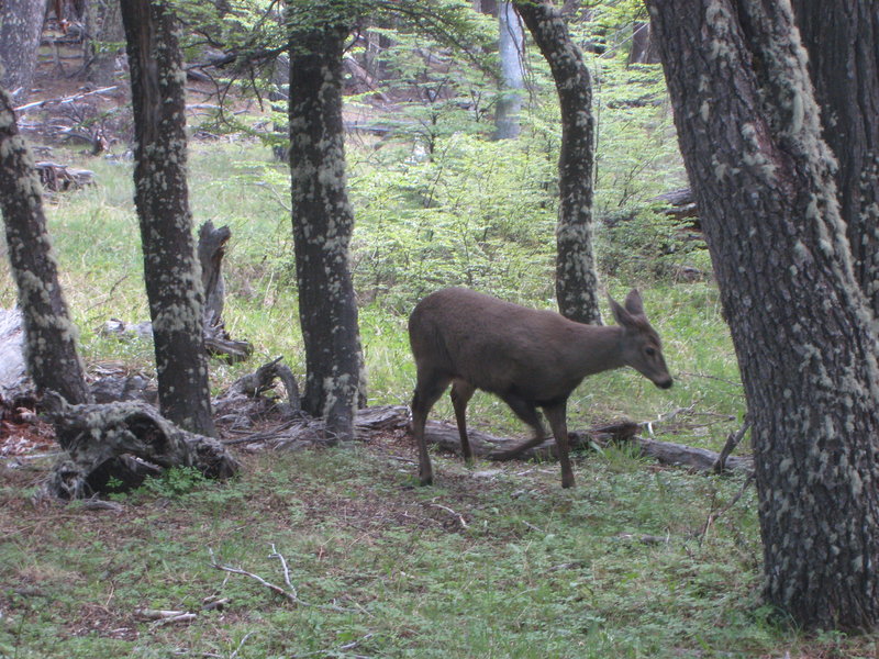 The Huemul deer