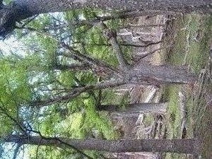 Lichen on trees 