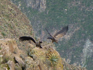 A pair of young Condors 