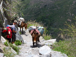 Local transport system in the canyon 