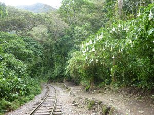 The rail line to Aguas Calientes 