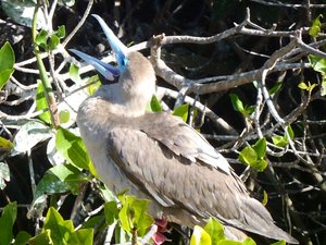 Red-footed Boobie