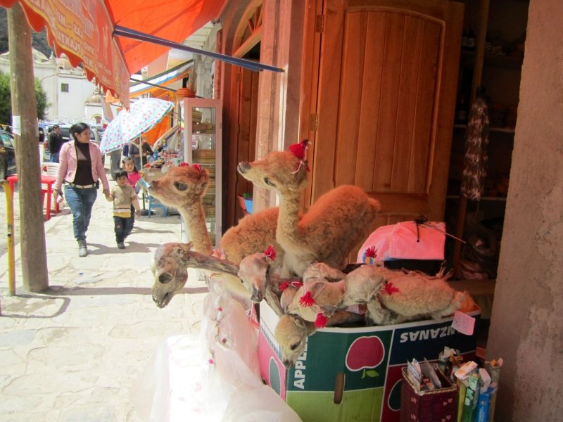 Llama Fetuses for Sale