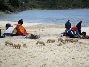 Beach Piggies - Isla del Sol