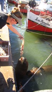 Feeding Fish Guts to Sea Lions