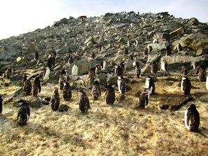 Molting Penguins