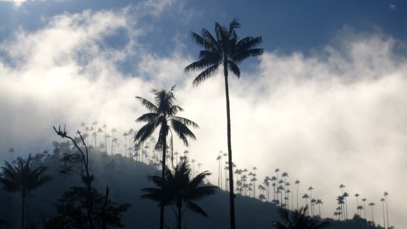 Valle de Cocora Wax Palms