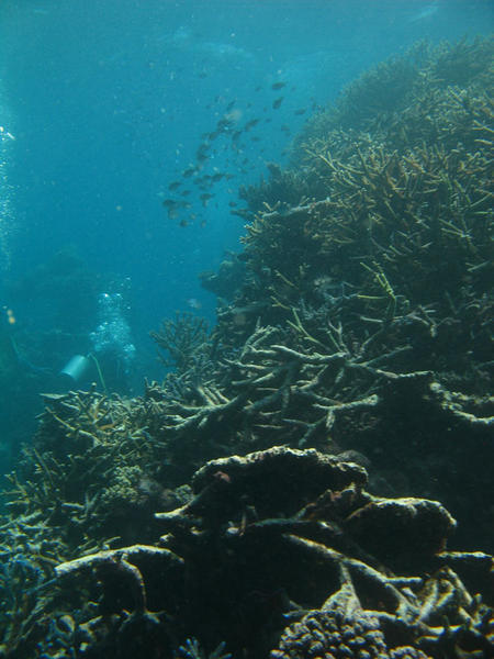 More Corals