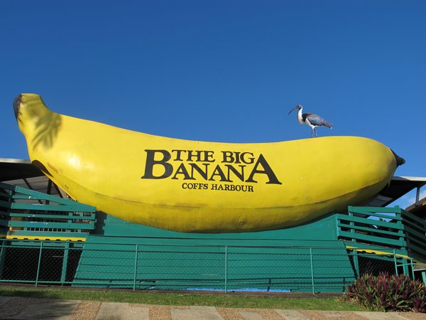 The big banana