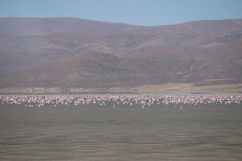 Thousands of flamingos when we pass by with the train