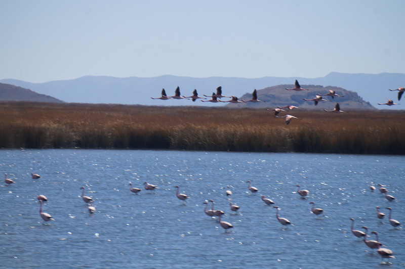 Thousands of flamingos when we pass by with the train
