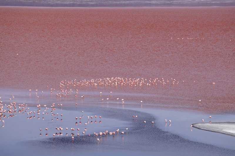 Red lake - coloured by red algae / micro organisms = food for the flamingos