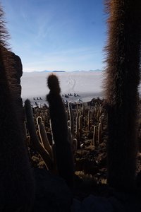 Island with cactuses in the salt lake