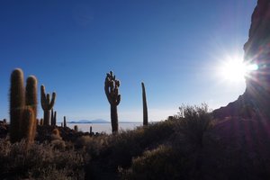Island with cactuses in the salt lake