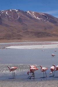 Flamingos apparently don't mind the altitude and cold