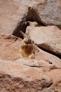 Some kind of Andean hare enjoying the sun