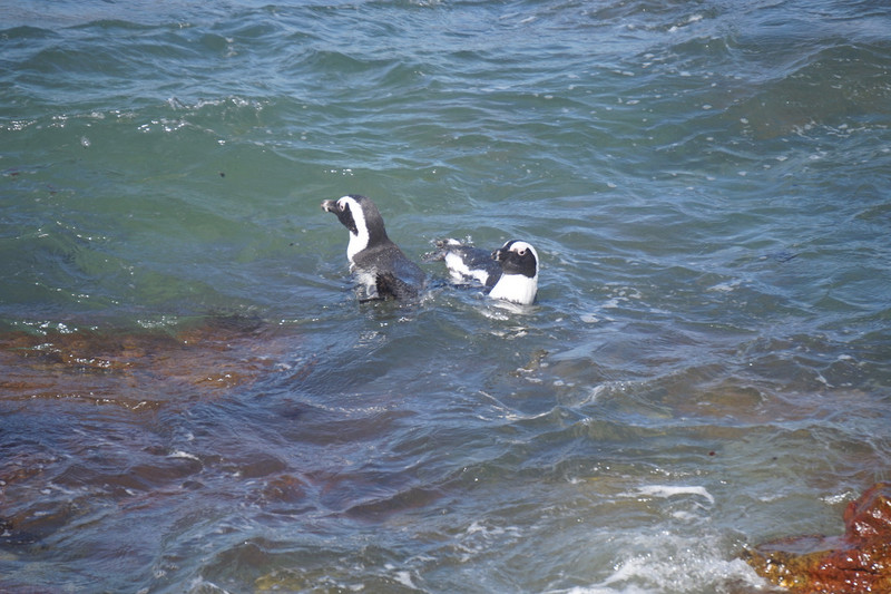 African penguins at Betty's Bay