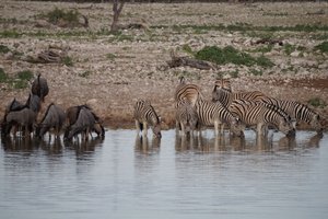 Beautiful wildlife at Etosha National Park